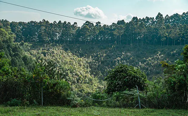 Green highland forest in Burundi