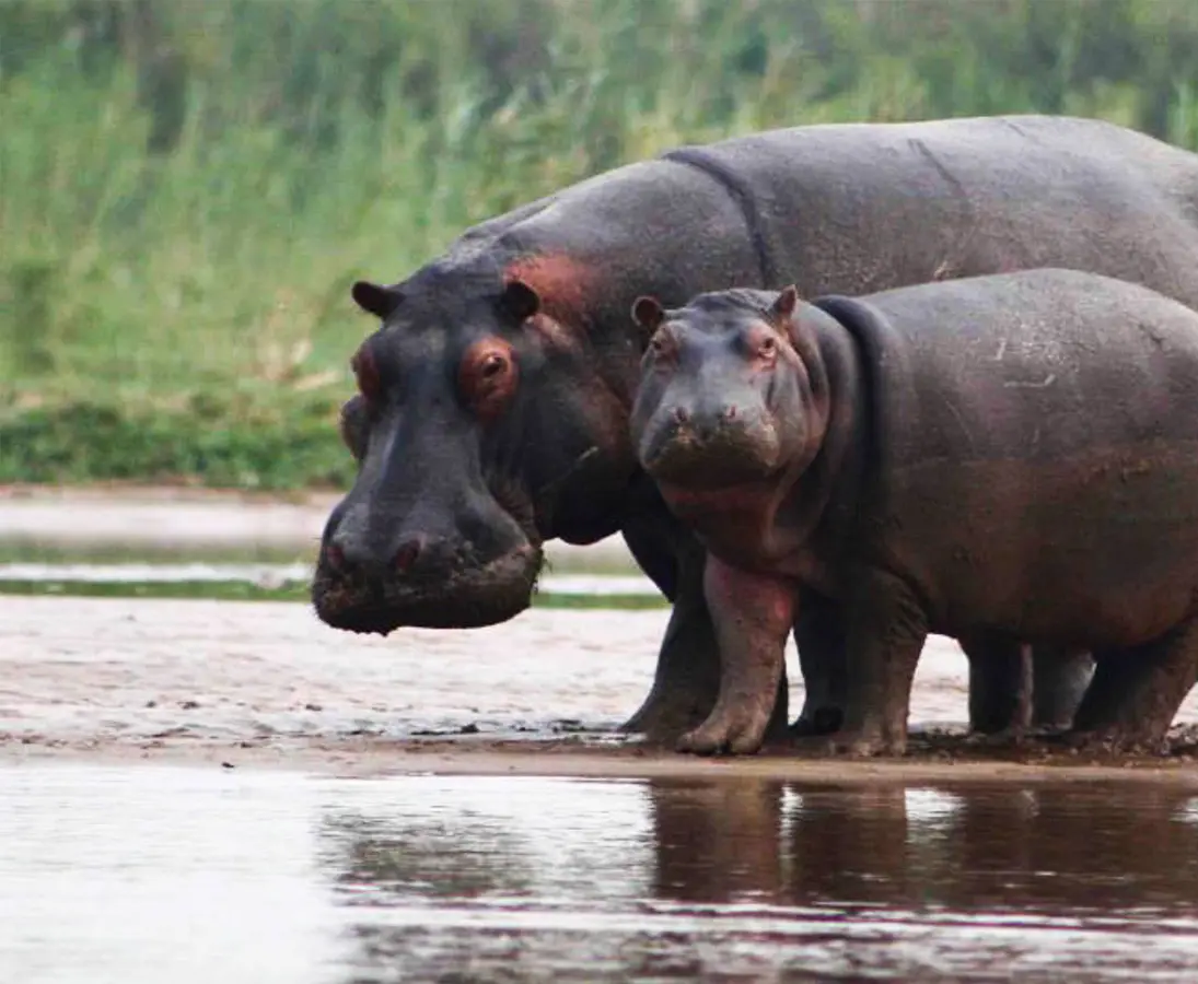 Wetland wildlife representing Burundi’s river ecosystems