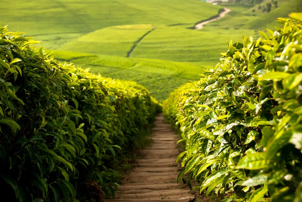 Green highland landscape in Burundi